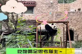 果然视频|动物视界108——吃饱喝足，动物园大熊猫憨态可掬图片