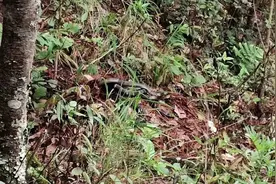 大理一学校附近惊现眼睛蛇窝 消防成功转移“母子”51蛇图片