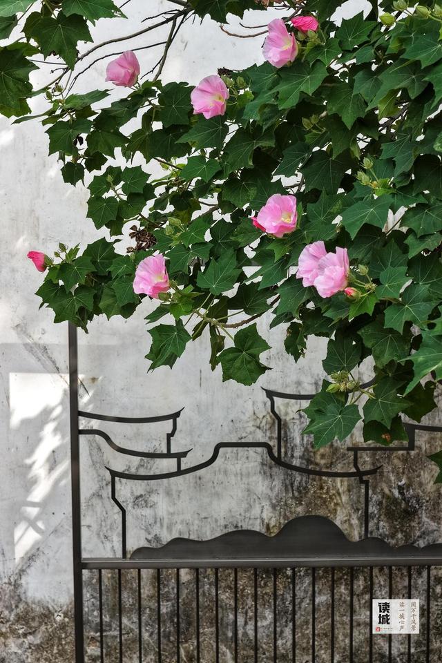 这份“拒霜之美” 藏着福州独有的秋冬温柔