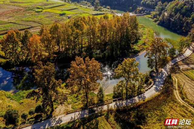 枫红时节，邂逅通道的诗意初冬