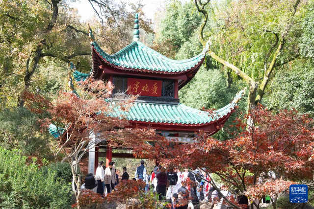 枫叶扮靓爱晚亭