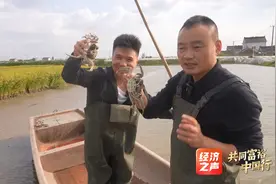 金秋丰景：稻田里来了“虾兵蟹将”图片