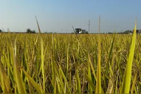 云梦再生稻示范基地第二茬水稻迎来丰收图片