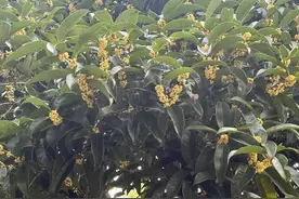 杭州的第一抹桂花香弥漫开，“顶流”高架月季也传来好消息！图片