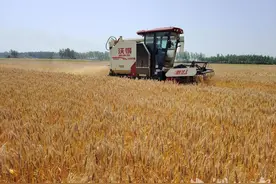 记者机收一线看“丰景”丨麦田“农机秀” 欢唱“丰收曲”图片