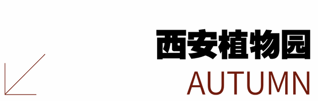 太美了！错过了等一年！
