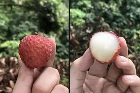 广州增城区冰雹暴雨席卷庄稼地，果园老板：荔枝受天气影响恐缩产图片