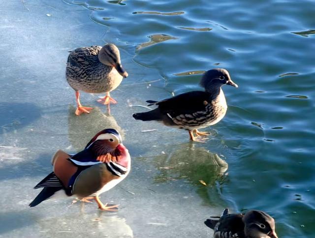 北京农展馆后湖，何以引来百鸟嬉？现场探秘——