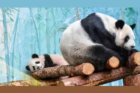 旅俄大熊猫幼崽“喀秋莎”首次亮相图片