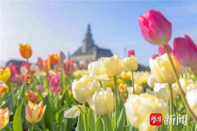 盐城2026春假研学攻略来了：十大线路！畅游世界遗产与人文历史