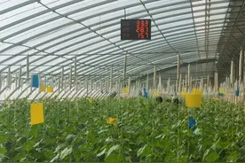 广东援疆调研行｜科技援疆，智慧农业让戈壁滩扬长避短图片