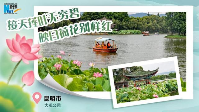 云南夏日赏荷图鉴