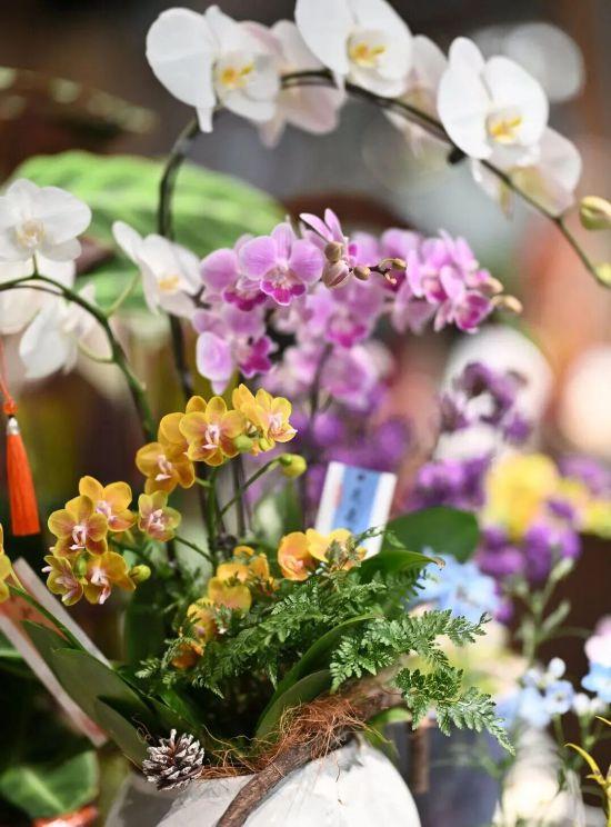 2026沪上年宵花市开逛！“花”式逛出新年味