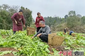 榨菜出国：雁江特产走向日本图片