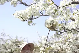 山西运城：万亩梨花开 果农授粉忙图片