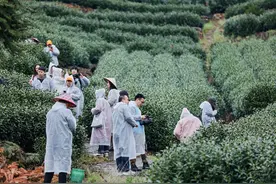 溯源龙井茶园 金星啤酒探索茶酒融合新路径图片