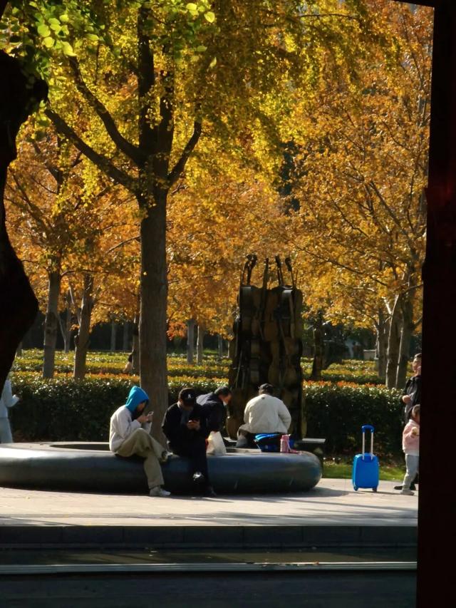 红花槭火红、银杏金黄、乌桕美如油画……静安这里藏着一片绝美秋色→