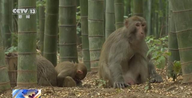 江苏一景区“月均6万元收编泼猴”引关注 “人猴冲突”如何解决？