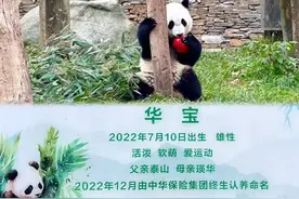 创新熊猫碳汇、古树名木等绿色保险产品 中华财险全方位助推经济社会绿色转型发展图片