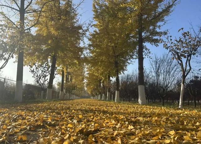 初冬诸城，小城意暖正当时