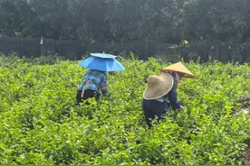 美好生活在云南｜玉溪元江：茉莉花开，丰收忙！图片