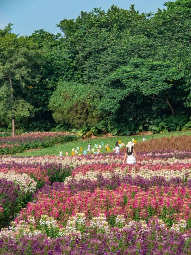 地铁直达！广州20000㎡醉蝶花海，美得好不真实！