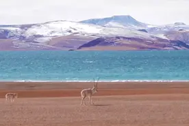 中国Vlog丨冬日“高高原”：羌塘牧民的“富冬”生活图片