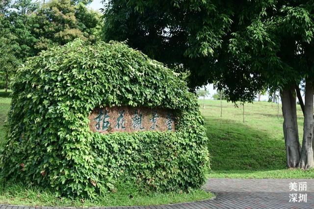 深圳「夏日草原」免费开放，随手拍出电影感！