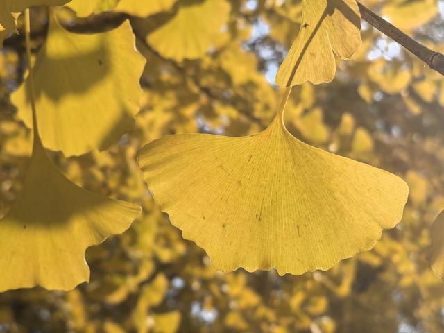 北京石景山承恩寺百年银杏进入最佳观赏期