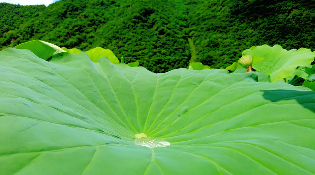 优享盛夏 清凉白山 | 长白县的荷花也太会了吧！这泼天的浪漫我接住了～#长白山下长白县