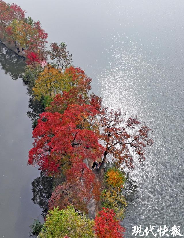 陆游笔下的乌桕红，在南京月牙堤美成了诗