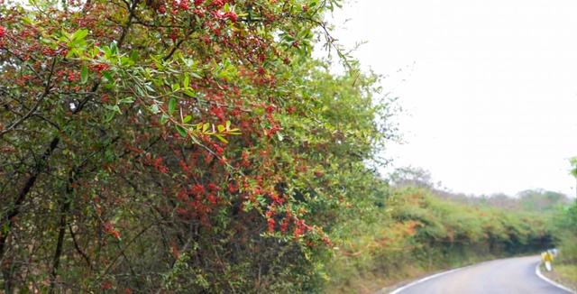 沙淤景区：红艳火棘 亮丽风景