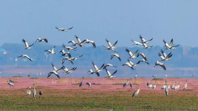 冬季到江西来观鸟，方知王勃诚不欺我！