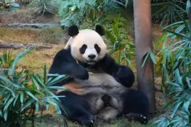 “安安”“可可”周日正式与公众见面！李家超：万众期待图片