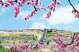 甘肃：以花为媒 激活“美丽经济”图片