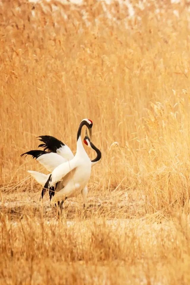 秋天基础，盐城的秋景就不基础！