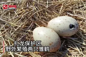 破壳而出，扎龙国家级自然保护区成功野外繁殖两只雏鹤图片