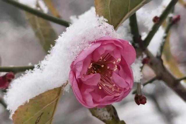 快出门！今年梅花开好啦，就是这么早！