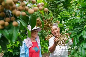 科技小院传“秘笈” ，福清龙眼小年也稳产图片