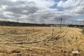 未来十天高温少雨！青岛发布农业气象灾害风险预警图片