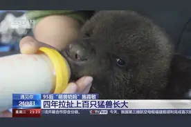 遇见你｜带薪“撸虎玩熊”？她4年里拉扯大200多只猛兽崽崽图片