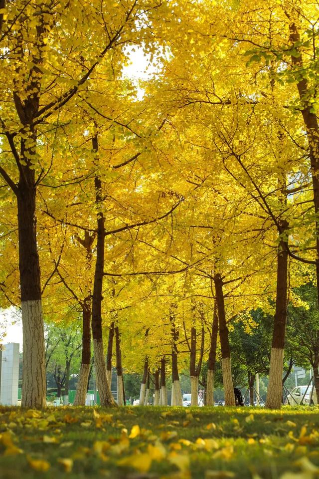 初冬限定上线了！德阳银杏打卡攻略请收好