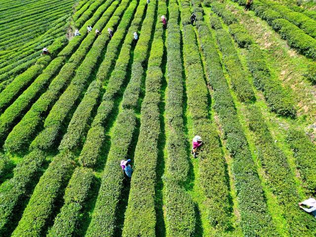 石阡：“茶农旅”深度融合铺就“十四五”高质量发展之路