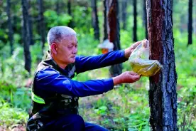 湖北省宜昌市当阳市庙前镇庙前村：湿地松结出“百样果”图片