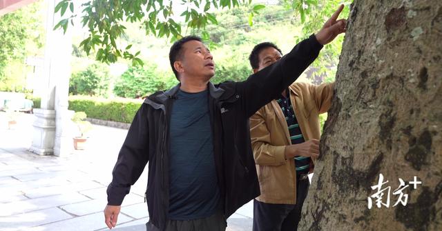 英德：守护绿色“活化石”，擦亮“绿美英德”生态名片