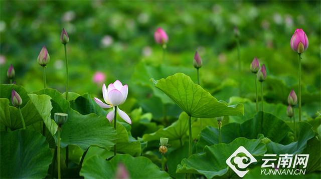 【高清组图】峨山千亩荷花盛放引客来