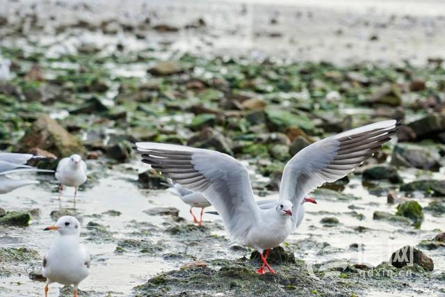 第二届青岛海鸥季启动 冬游青岛开启全域文旅盛宴