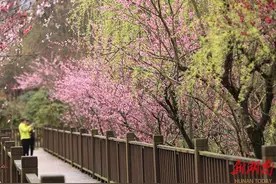 花红柳绿  春光旖旎图片
