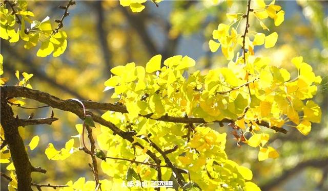 凉都秋韵｜赴一场千年之约：妥乐的秋天，是银杏写的童话