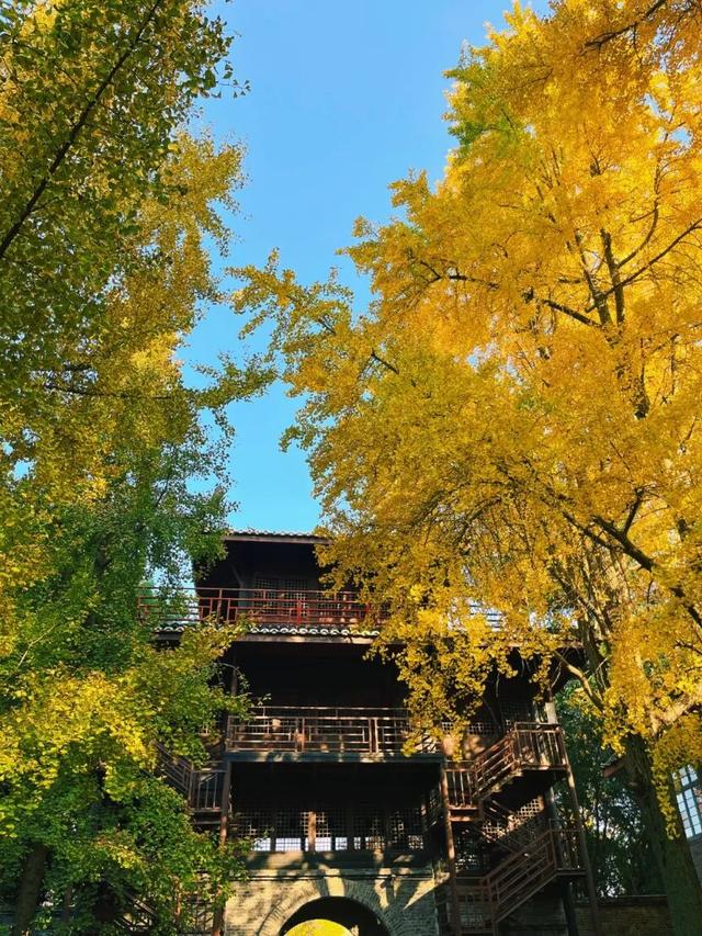 刷屏预警！高坪六合银杏进入 “半黄半绿” 阶段，周末约去~